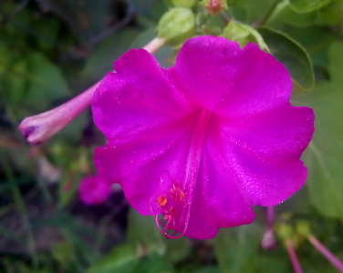 [This red-purple flower has five wide bifold petals with extremely long stamen of the same color which curl back into the bloom. The stamen have reddish-orange tips.]